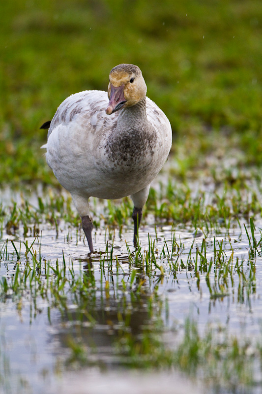 Snow Goose